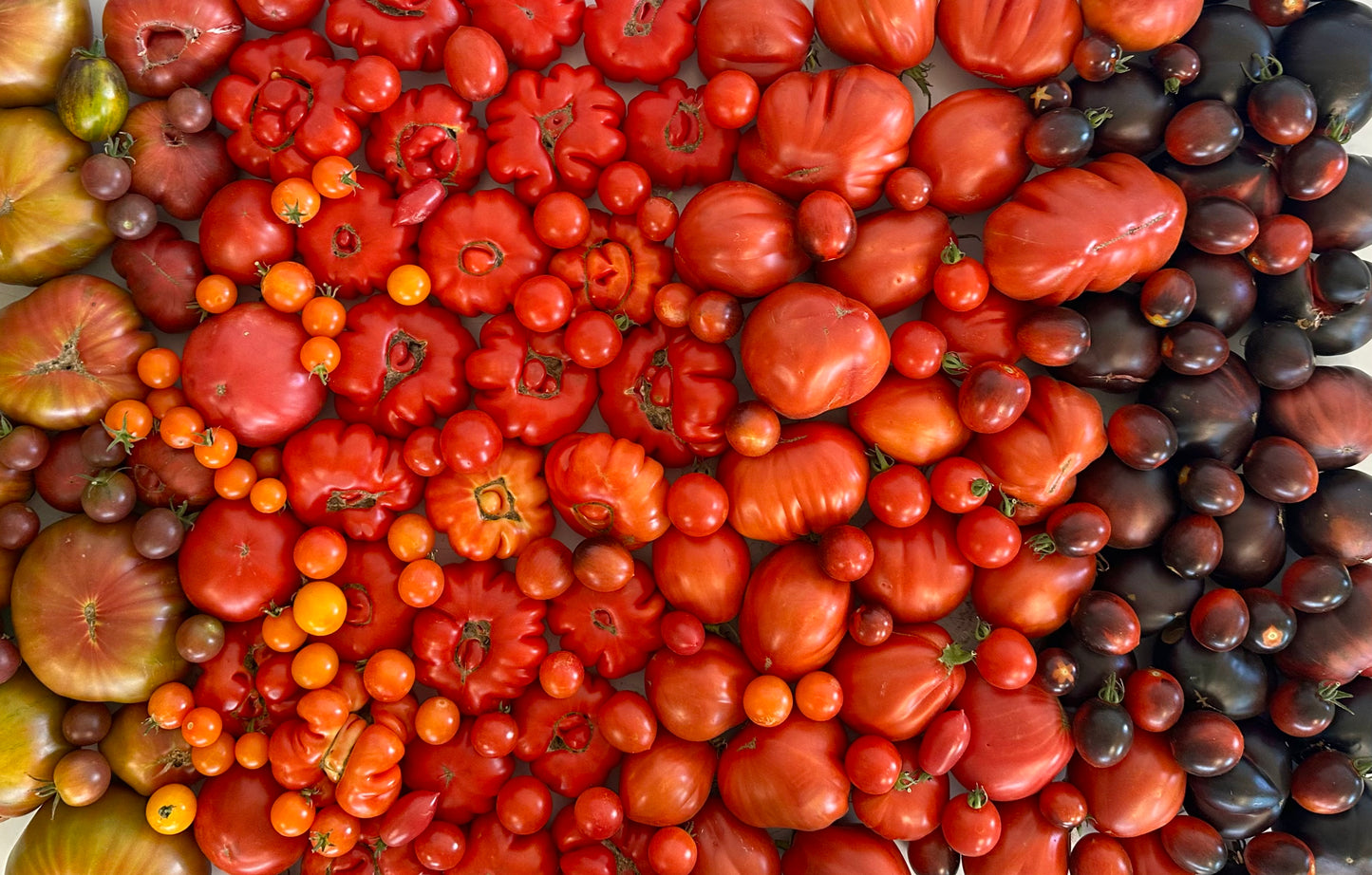 🍅Tomato booster🍅 (Trestle Glen Pickup)