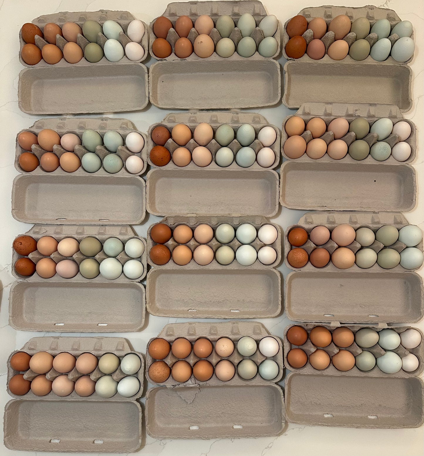 Rainbow Eggs - Weekly Share (Trestle Glen Pickup)