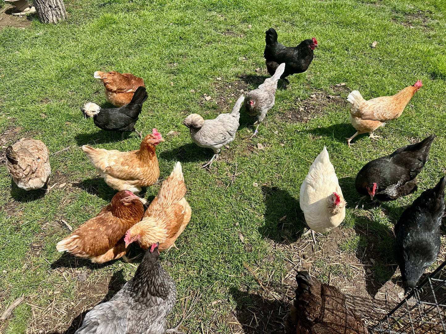 Regenerative Farm Taste & Tour