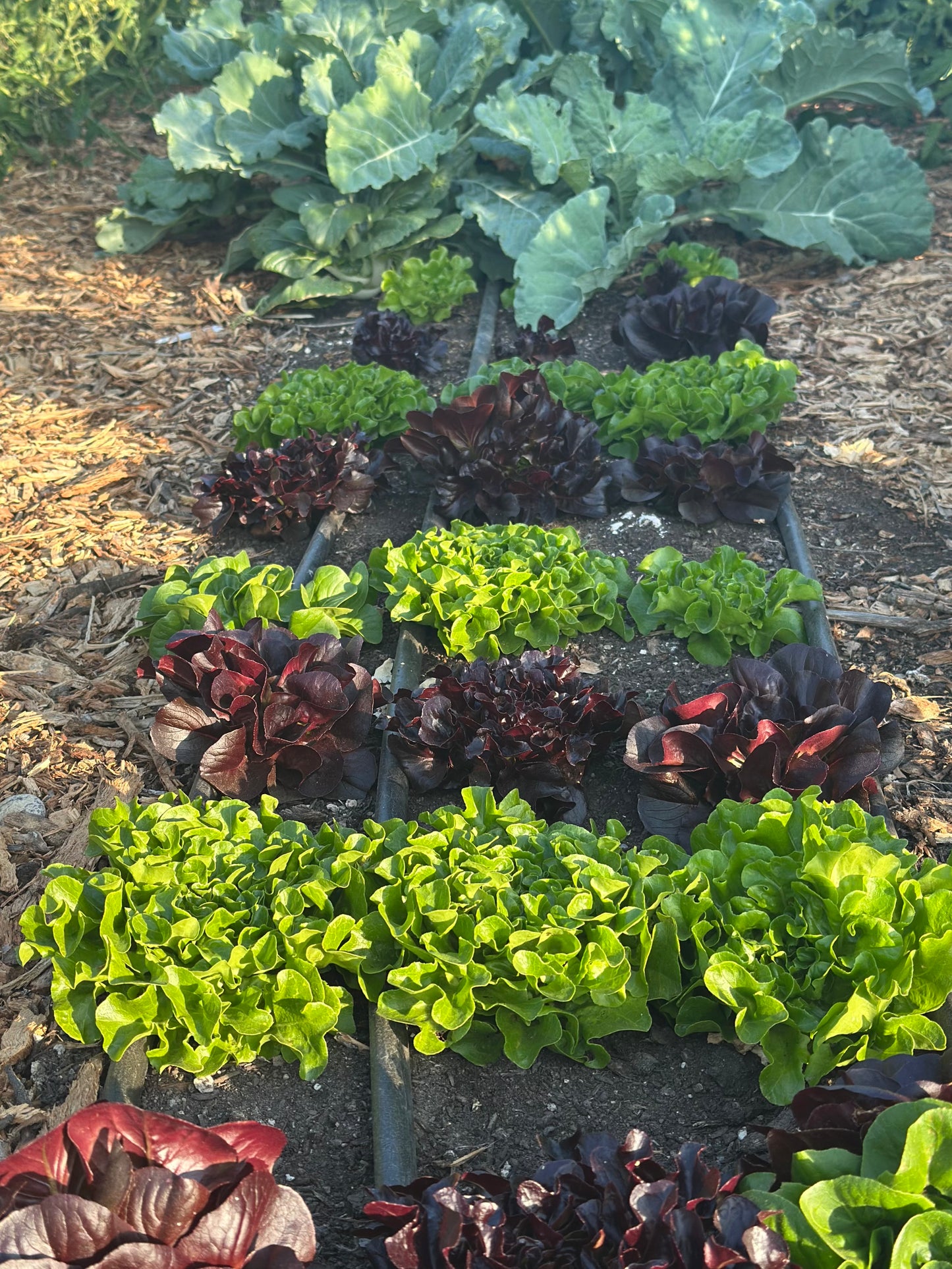 Regenerative Farm Taste & Tour