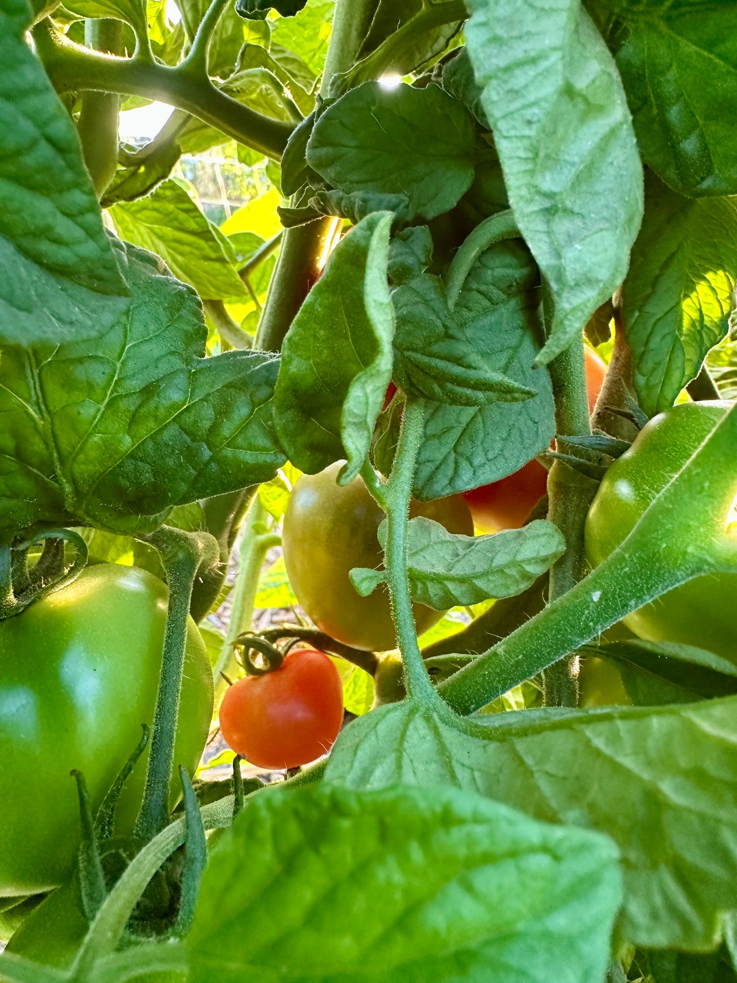Regenerative Farm Taste & Tour