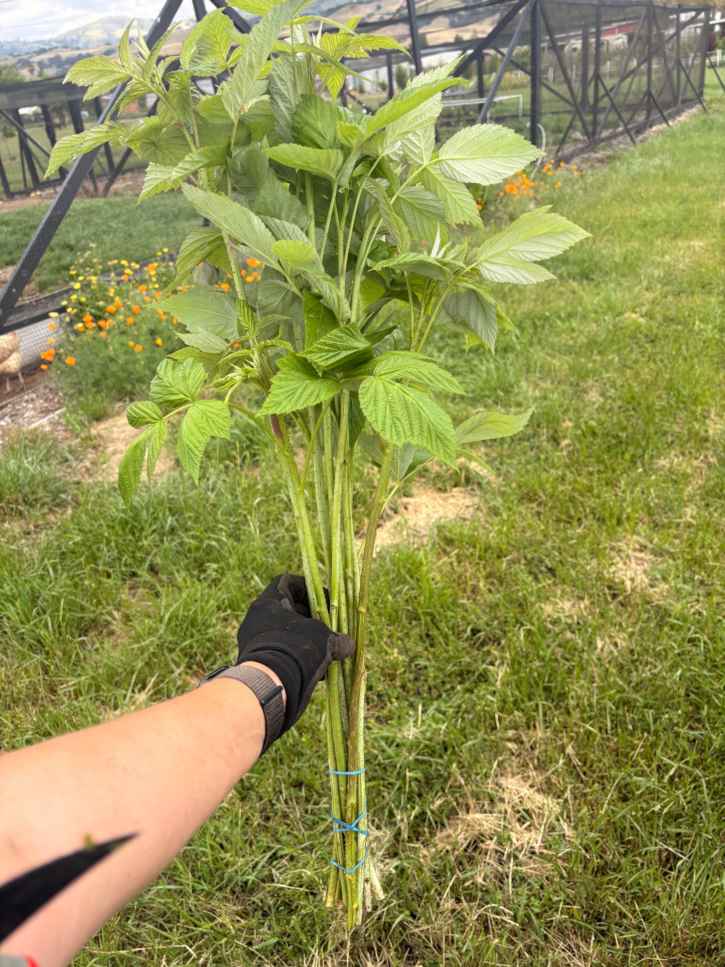 Raspberry foliage (bunch)