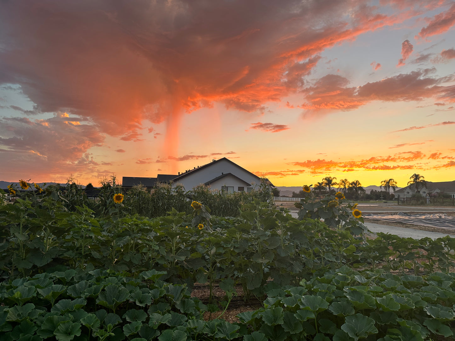 Regenerative Farm Taste & Tour