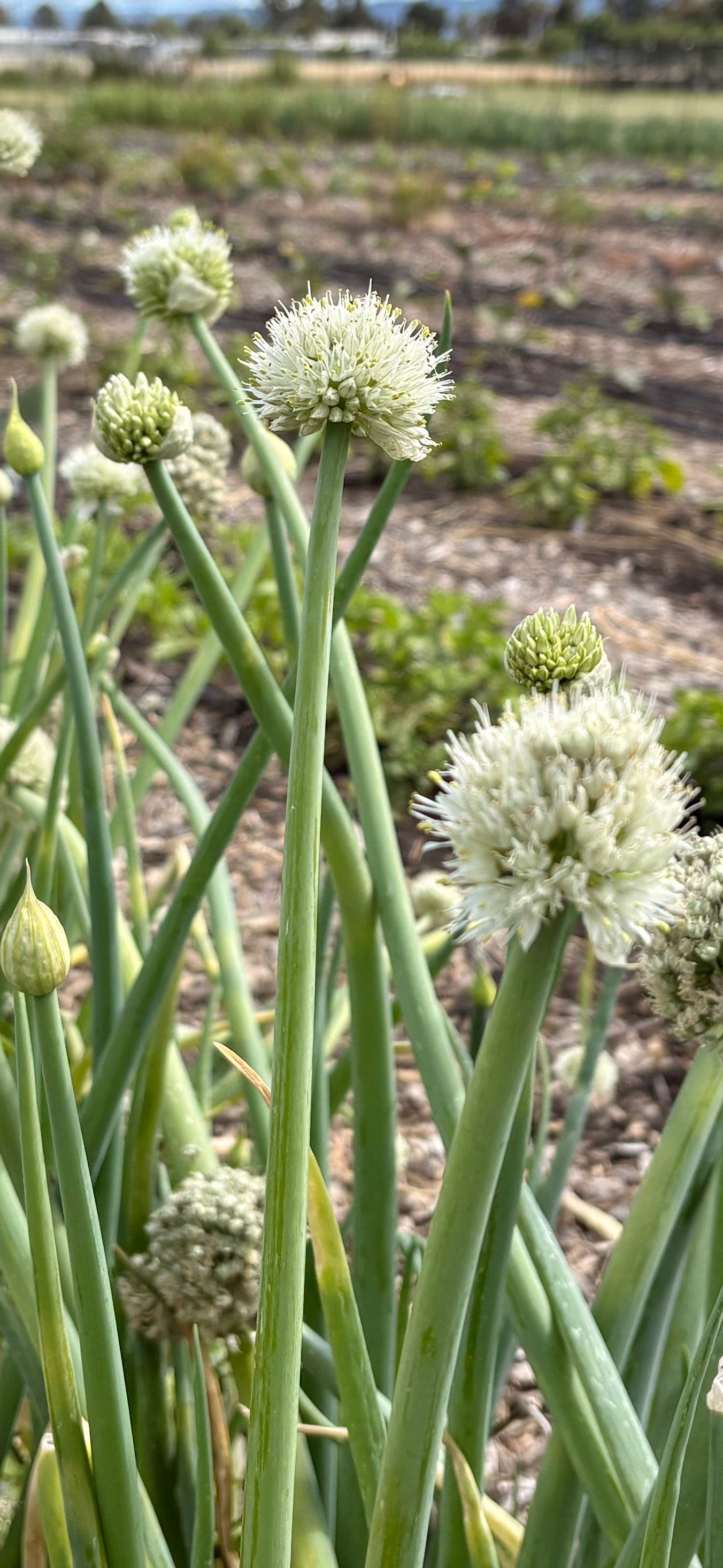 Onion flowers (bunch)