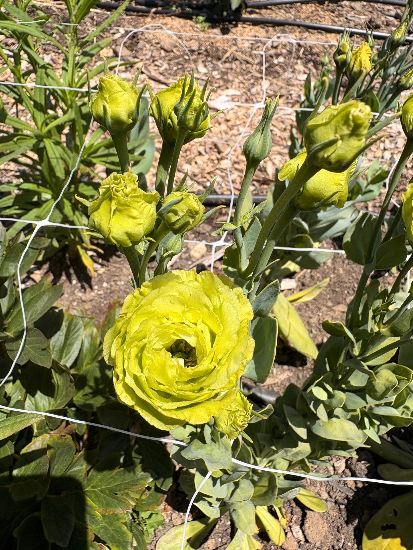 Lisianthus (green) (single stem)
