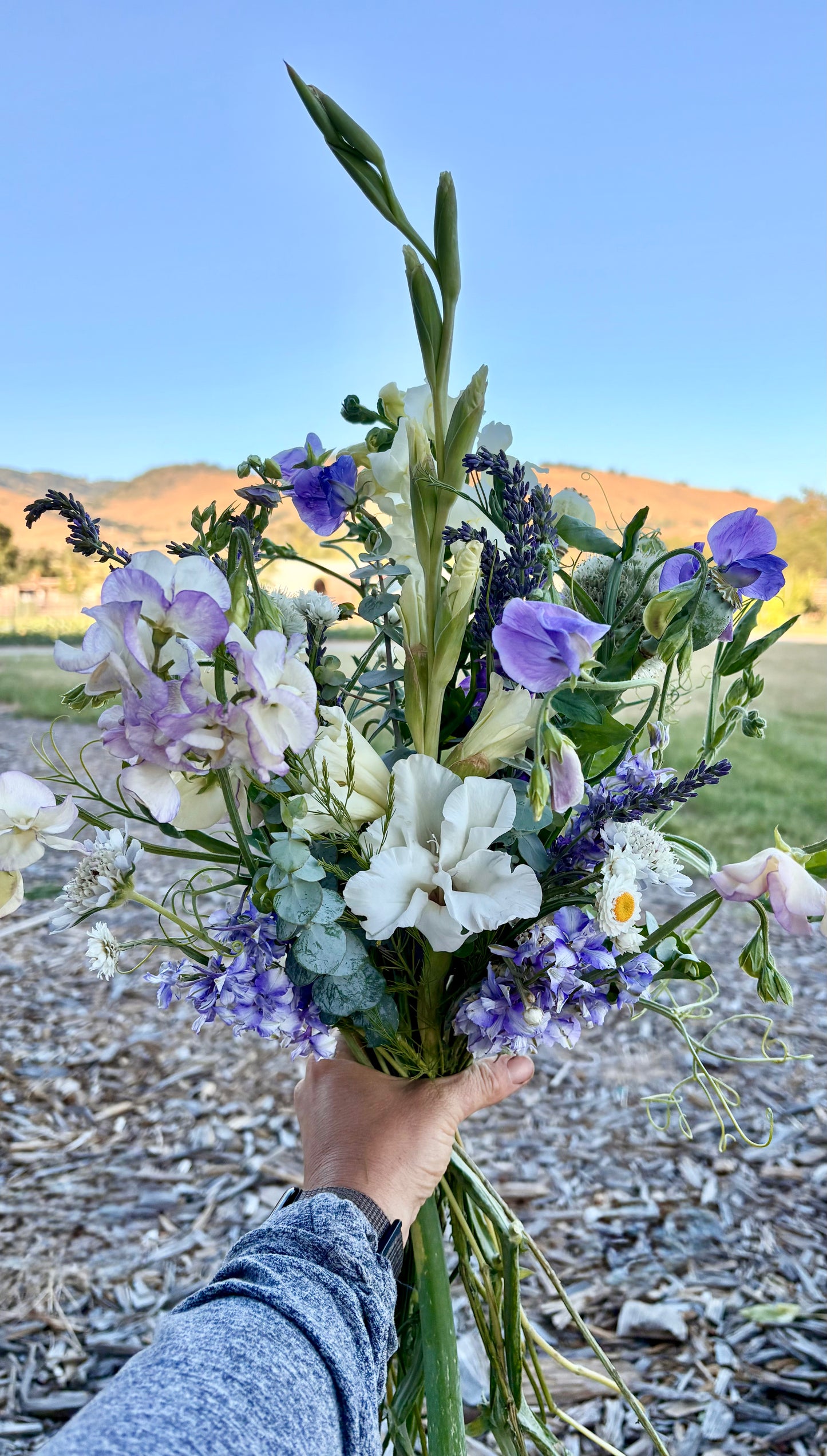 Fresh lavender (50 stem bunch, great availability!)