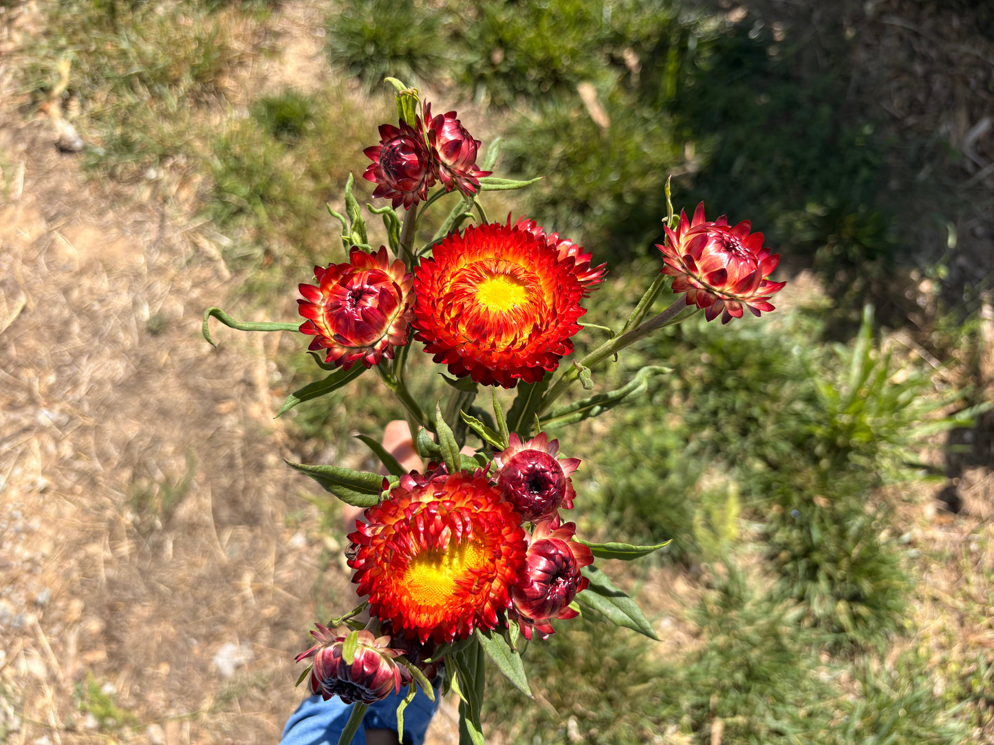 Strawflower (copper red) (bunch)