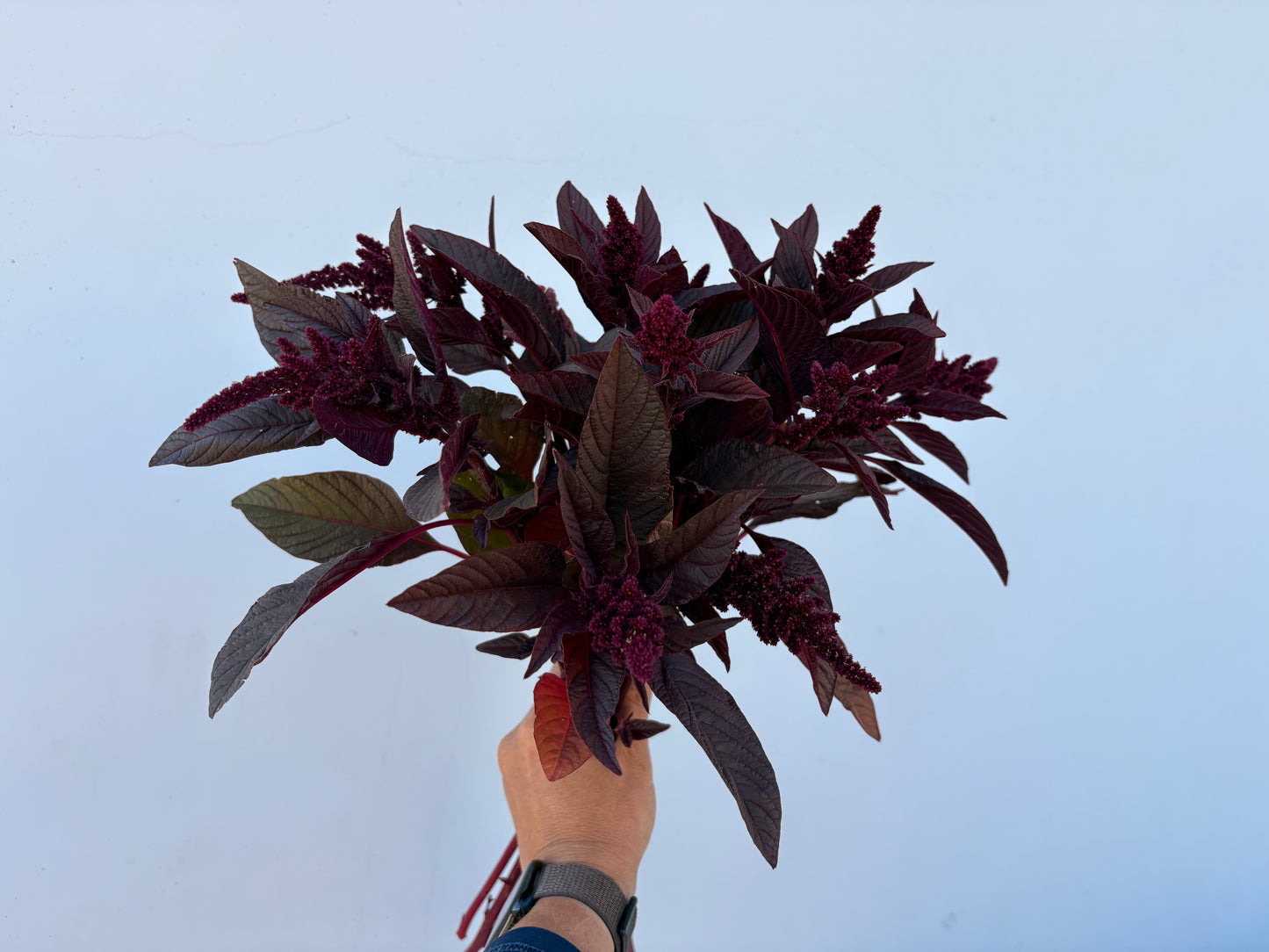 Red amaranth (bunch)