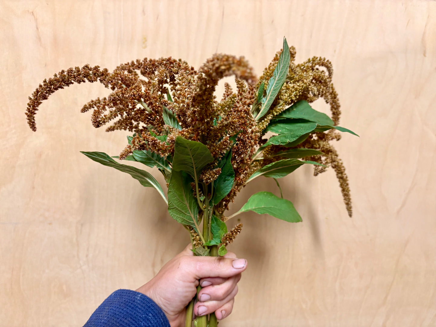 Hot biscuits amaranth (bunch)