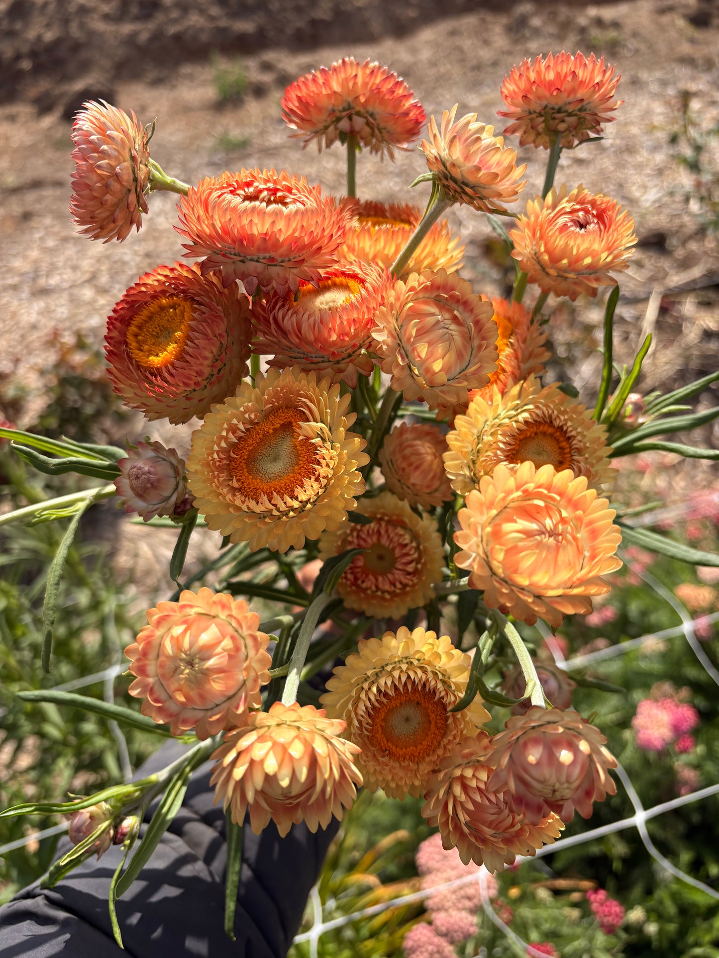 Strawflower (apricot) (bunch)