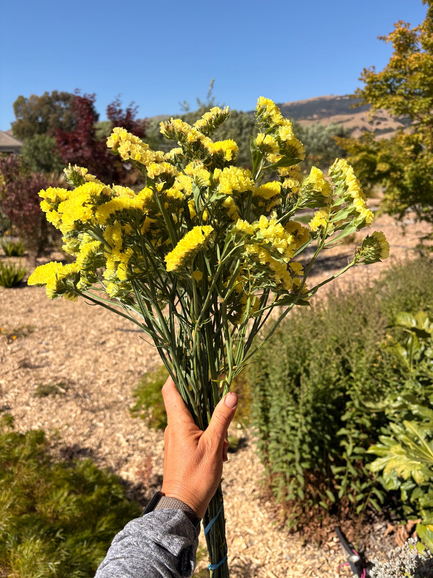 Statice (mixed or single color bunches)