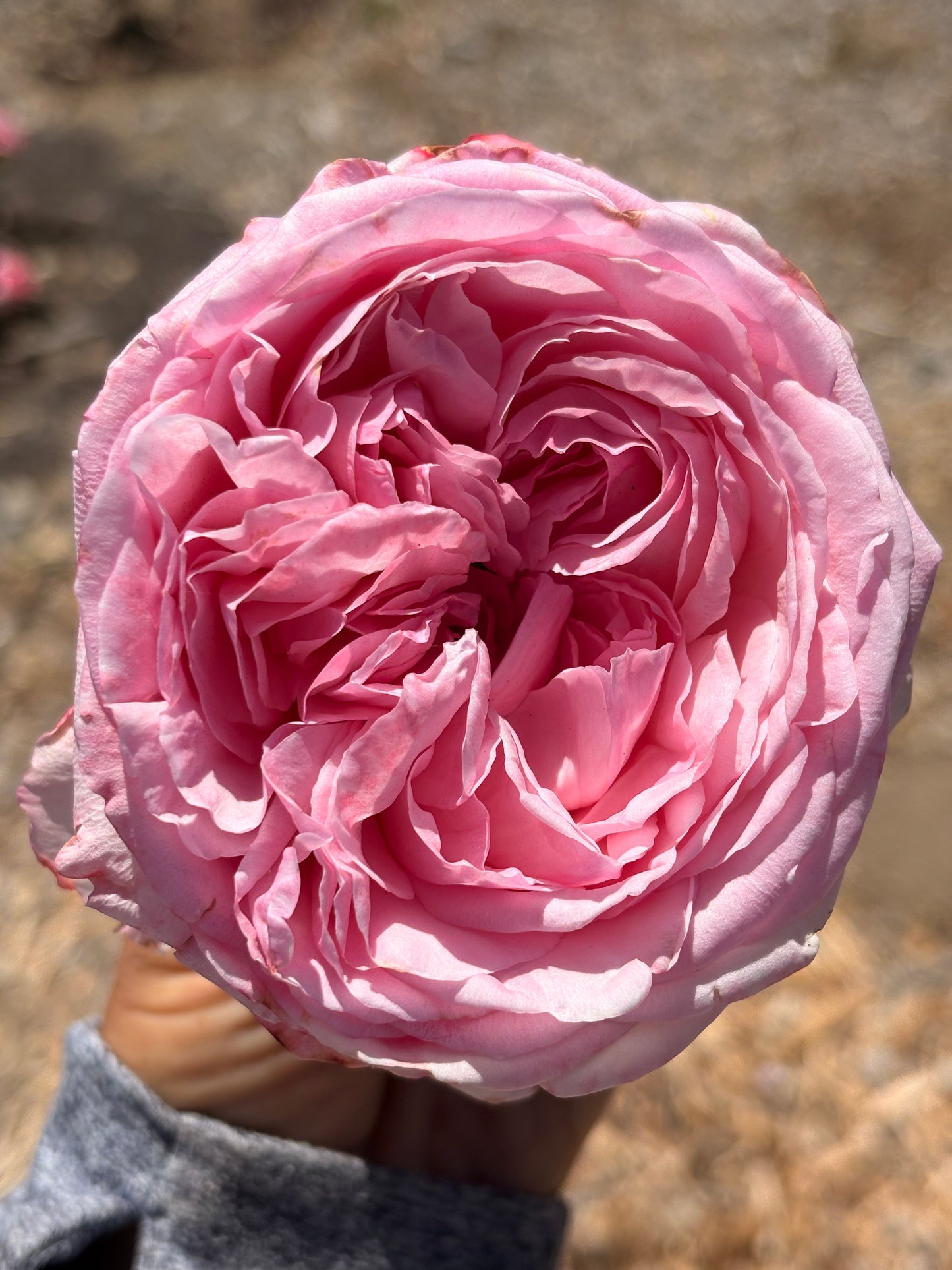 Ballgown Romantica Roses (bunch)