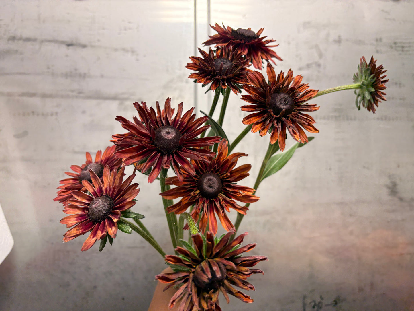 Sahara Rudbekia (bunch)