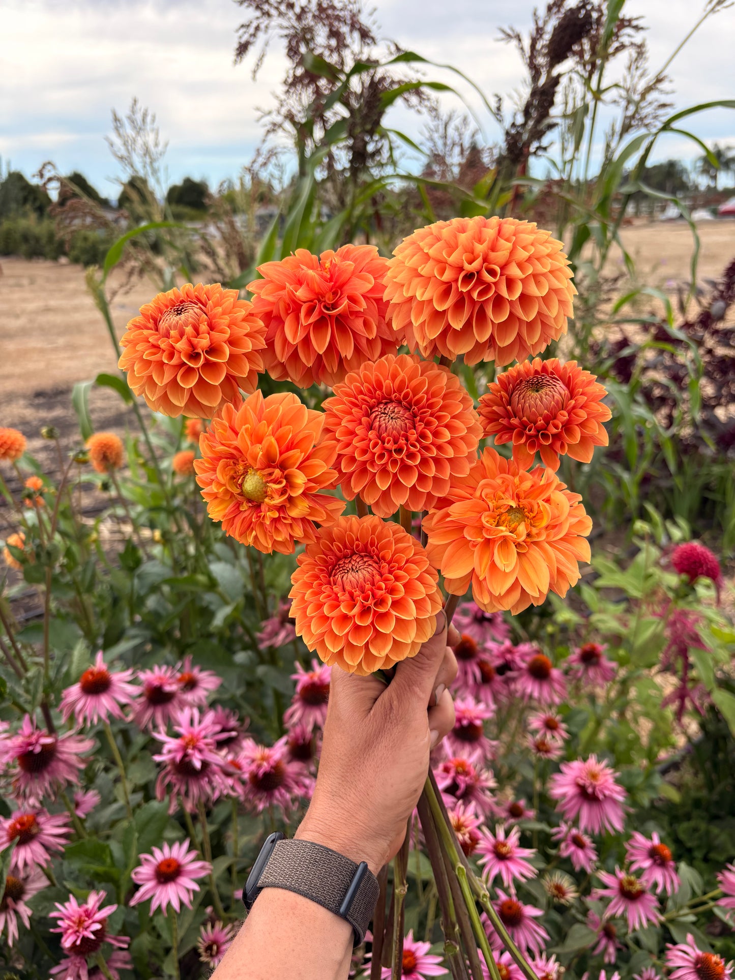 Camano Buz dahlia (bunch of 5 stems)