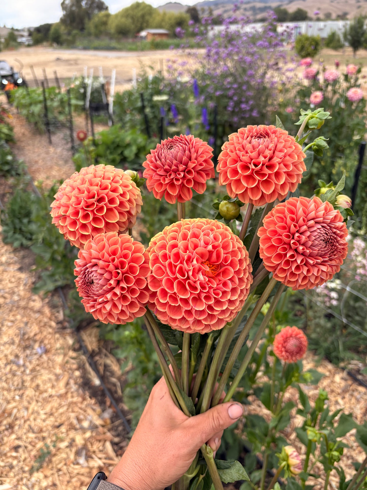 Cornel bronze dahlia (bunch of 5 stems)