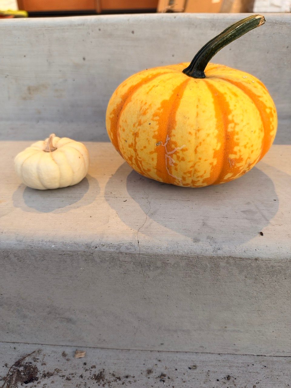 fh-fall IMG_1404