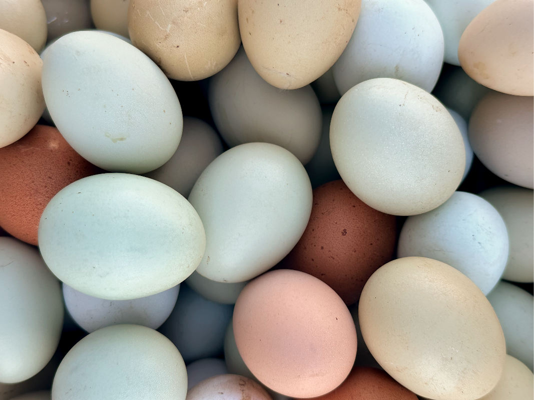 Rainbow Eggs (Weekly subscription and one-time purchase) image 0