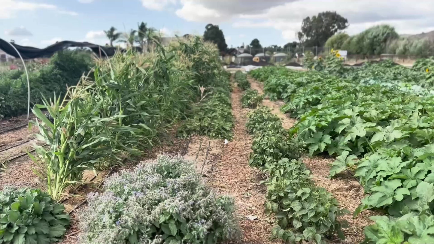 Regenerative Farm Taste & Tour