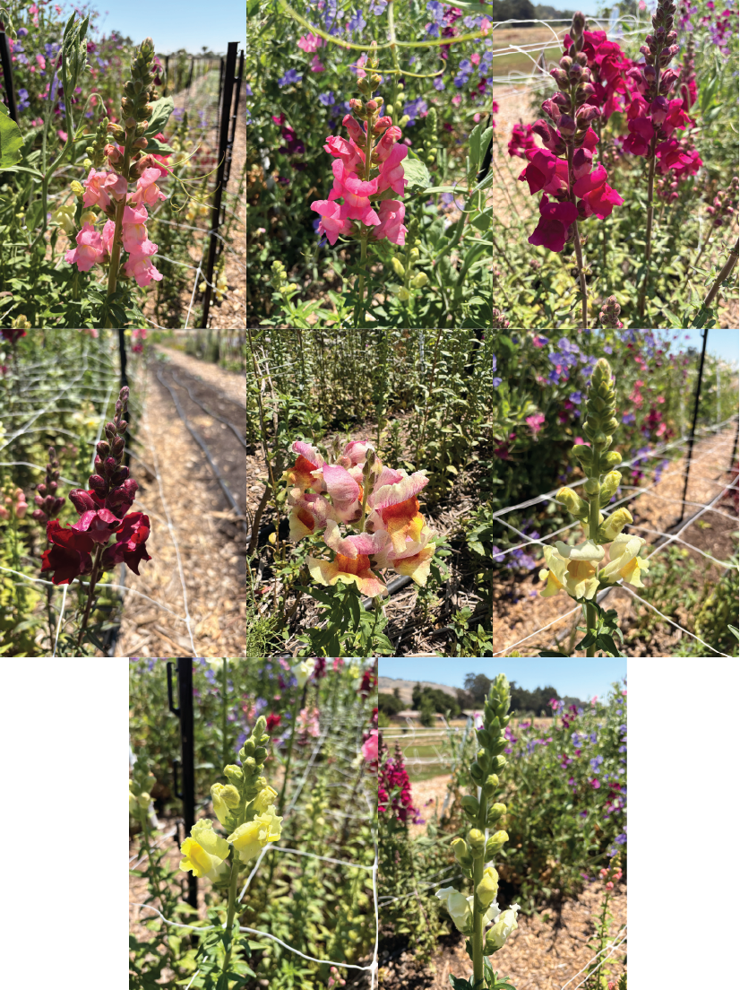 Snapdragons (bunch)