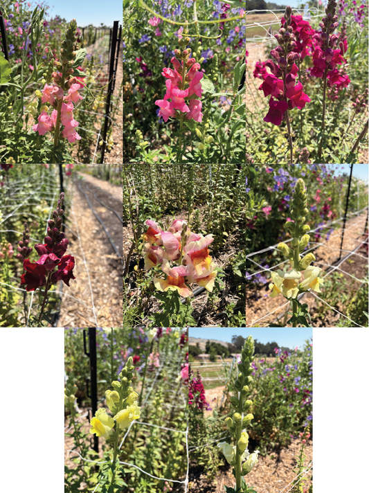 Snapdragons (bunch)