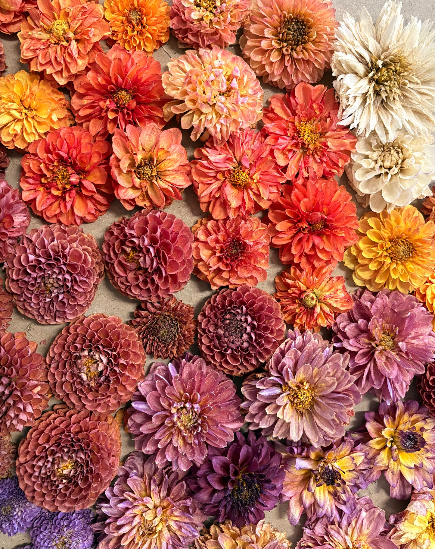 Dried dahlias (each)
