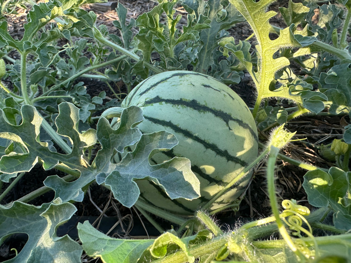 🍉Fruit booster🍓 (Gilroy Pickup)