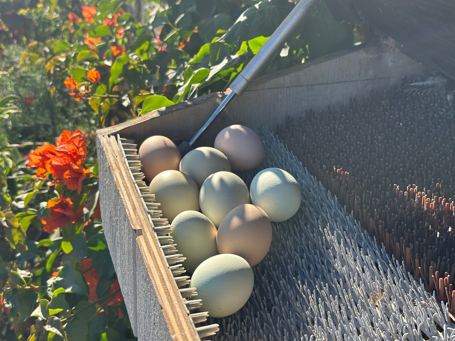 Rainbow Eggs - Weekly Share (Trestle Glen Pickup)
