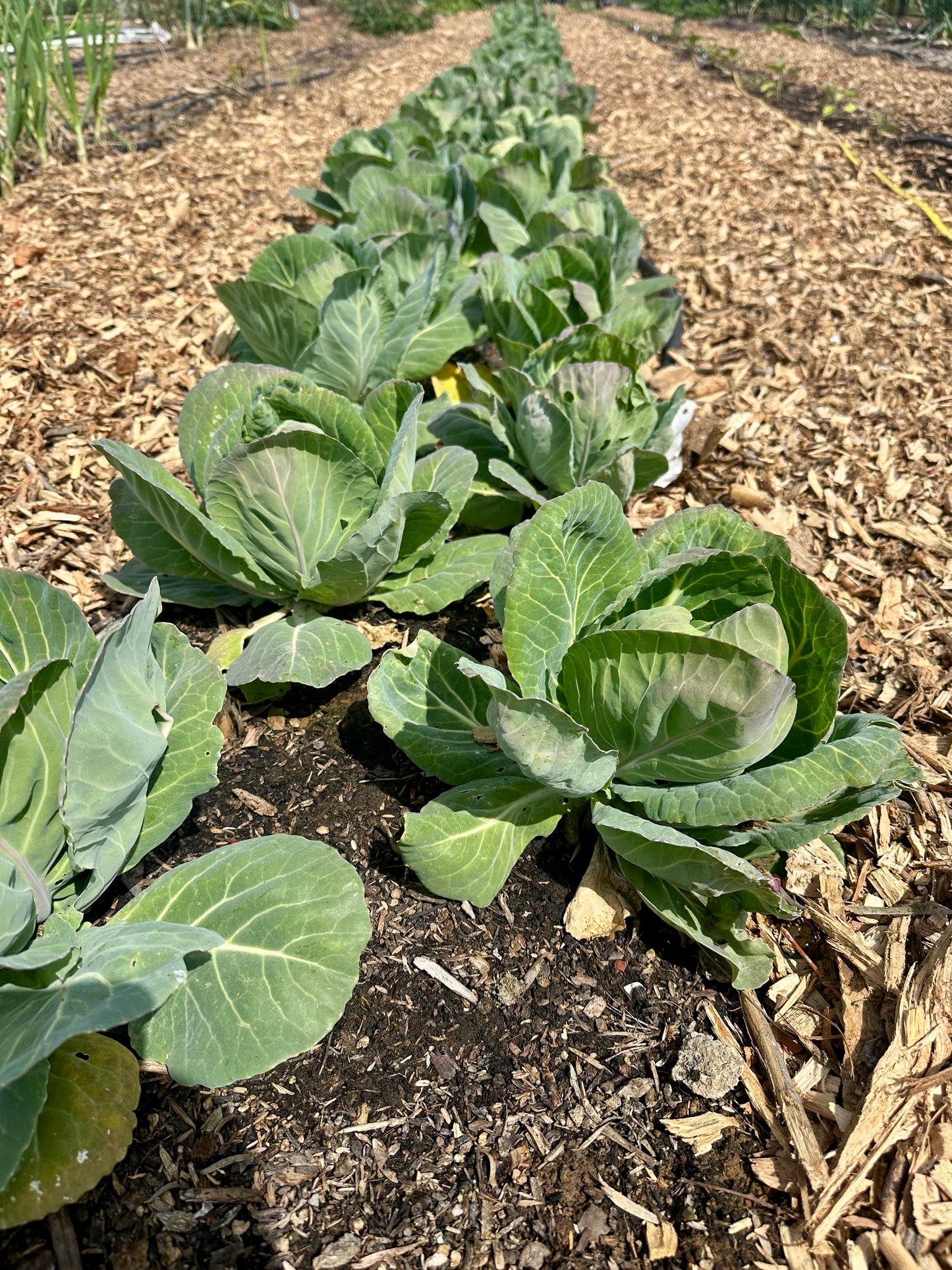 Biweekly Winter Harvest (Jan-Apr, Trestle Glen Pickup)