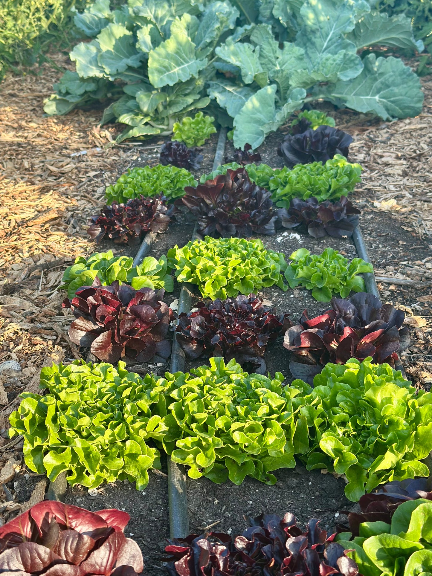 Biweekly Winter Harvest (Jan-Apr, Trestle Glen Pickup)