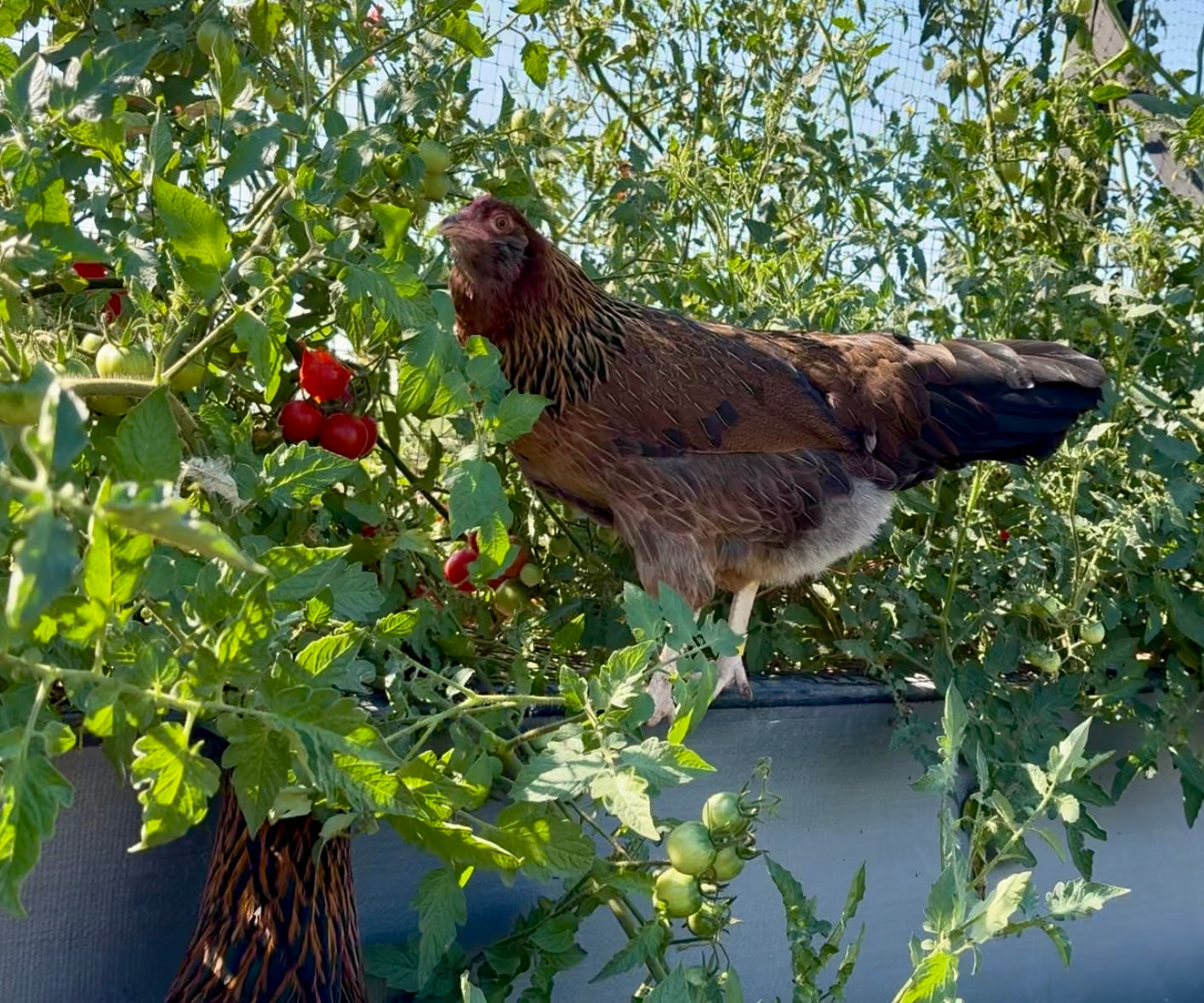Rainbow Eggs - Weekly Share (Trestle Glen Pickup)