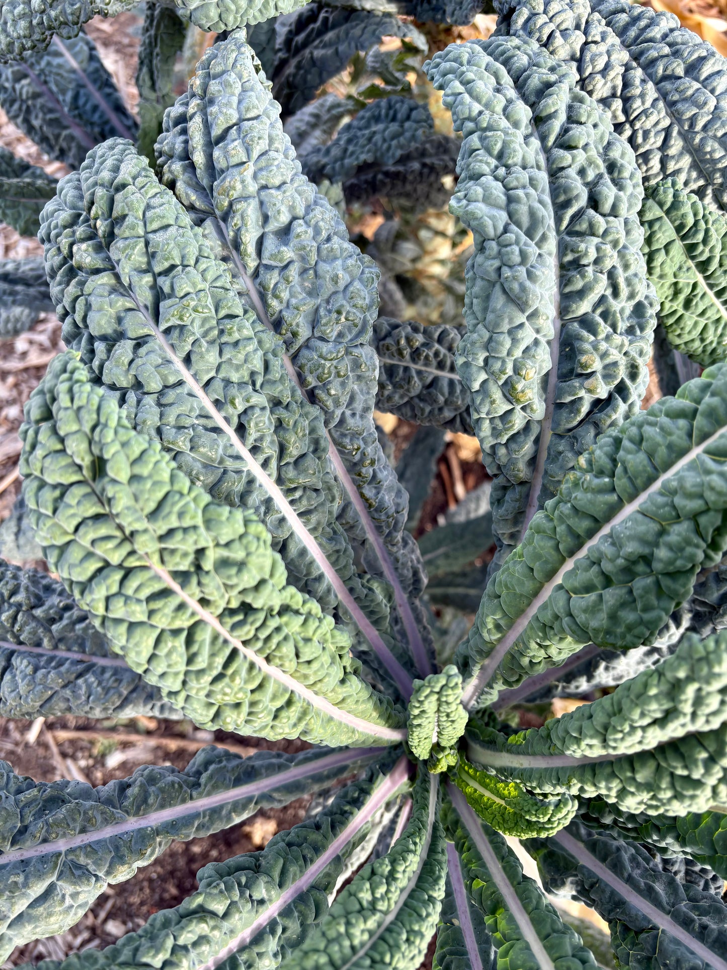 Biweekly Winter Harvest (Jan-Apr, Trestle Glen Pickup)
