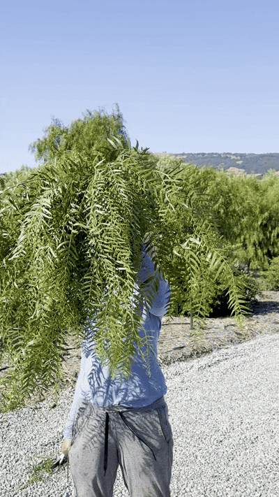 Pepper tree foliage (bunch)