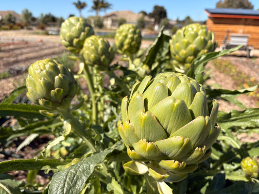 Green artichoke (single stem)