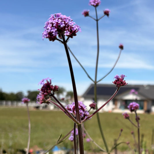 Purpletop vervain (bunch)
