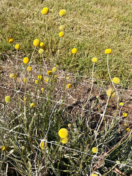 Sunballs (bunch)