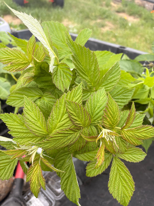 Raspberry foliage (bunch)