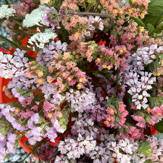 Statice (bunch)