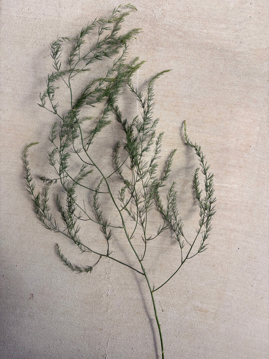 Branched asparagus foliage (bunch)