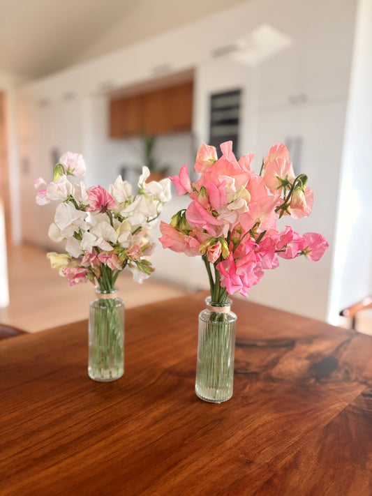 Sweet pea bouquets (vase included)