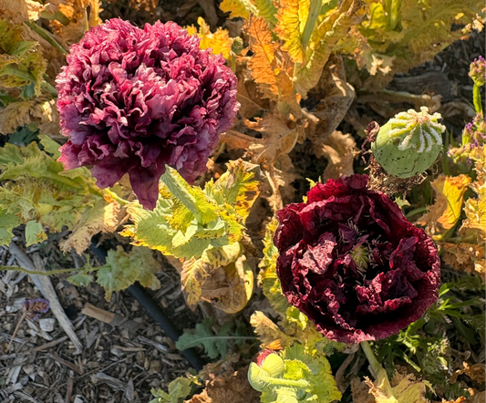 Purple peony poppies (single stem)
