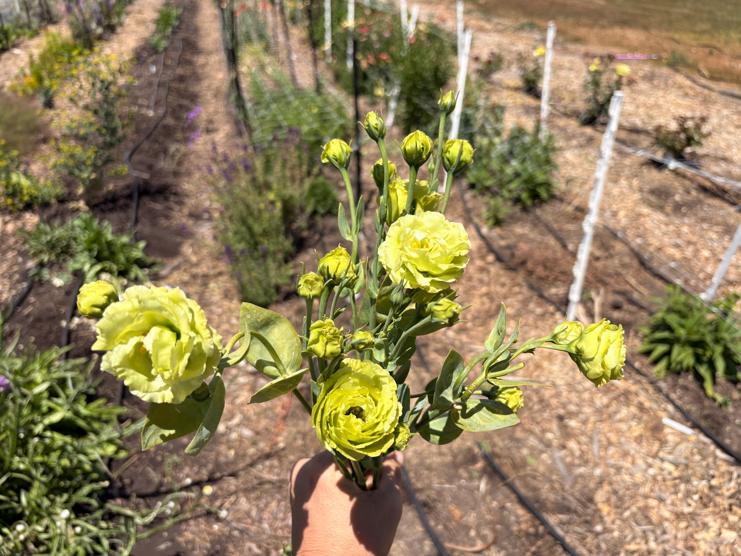 Lisianthus (green) (single stem)