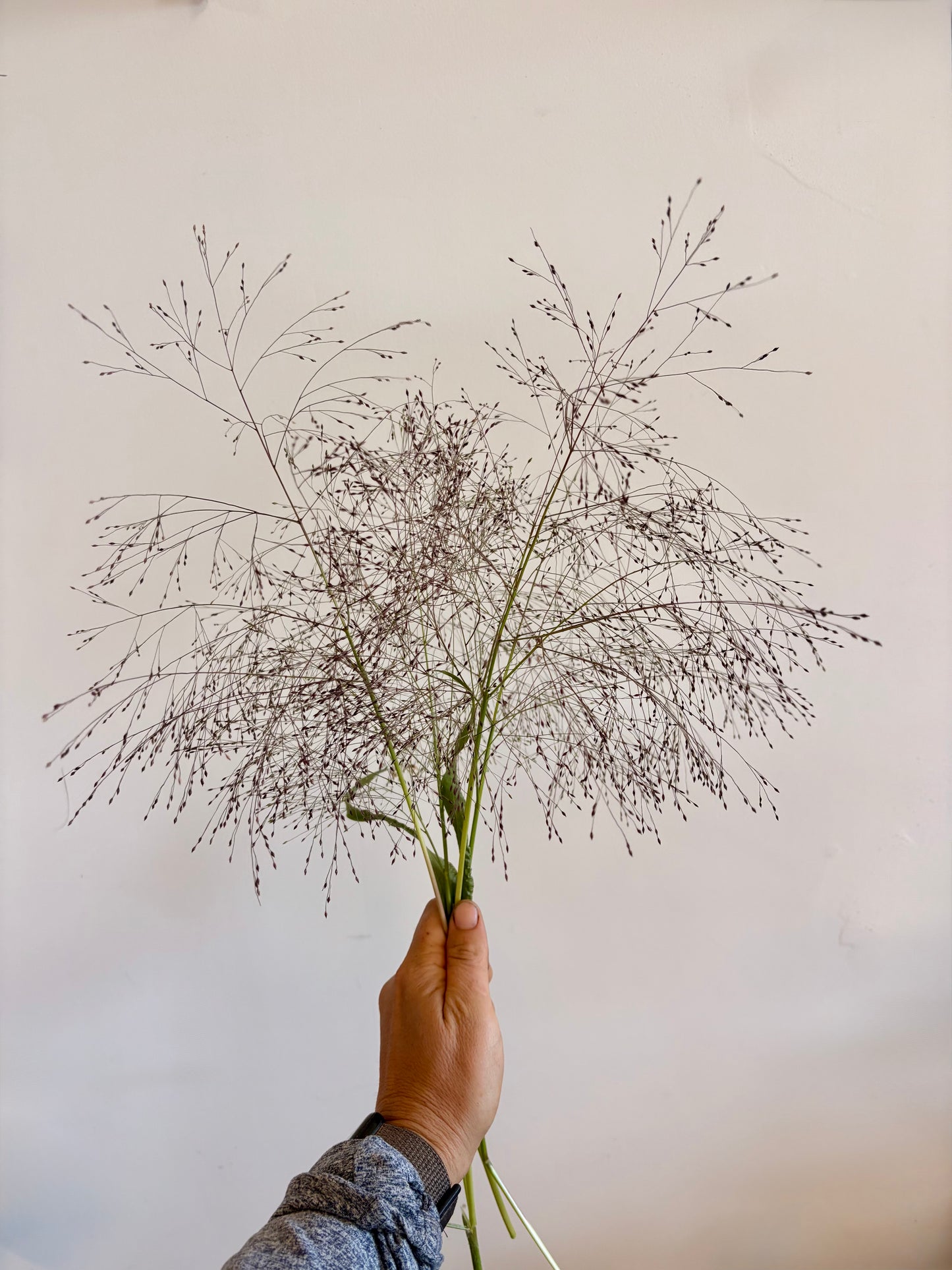 Frosted explosion grass (bunch)