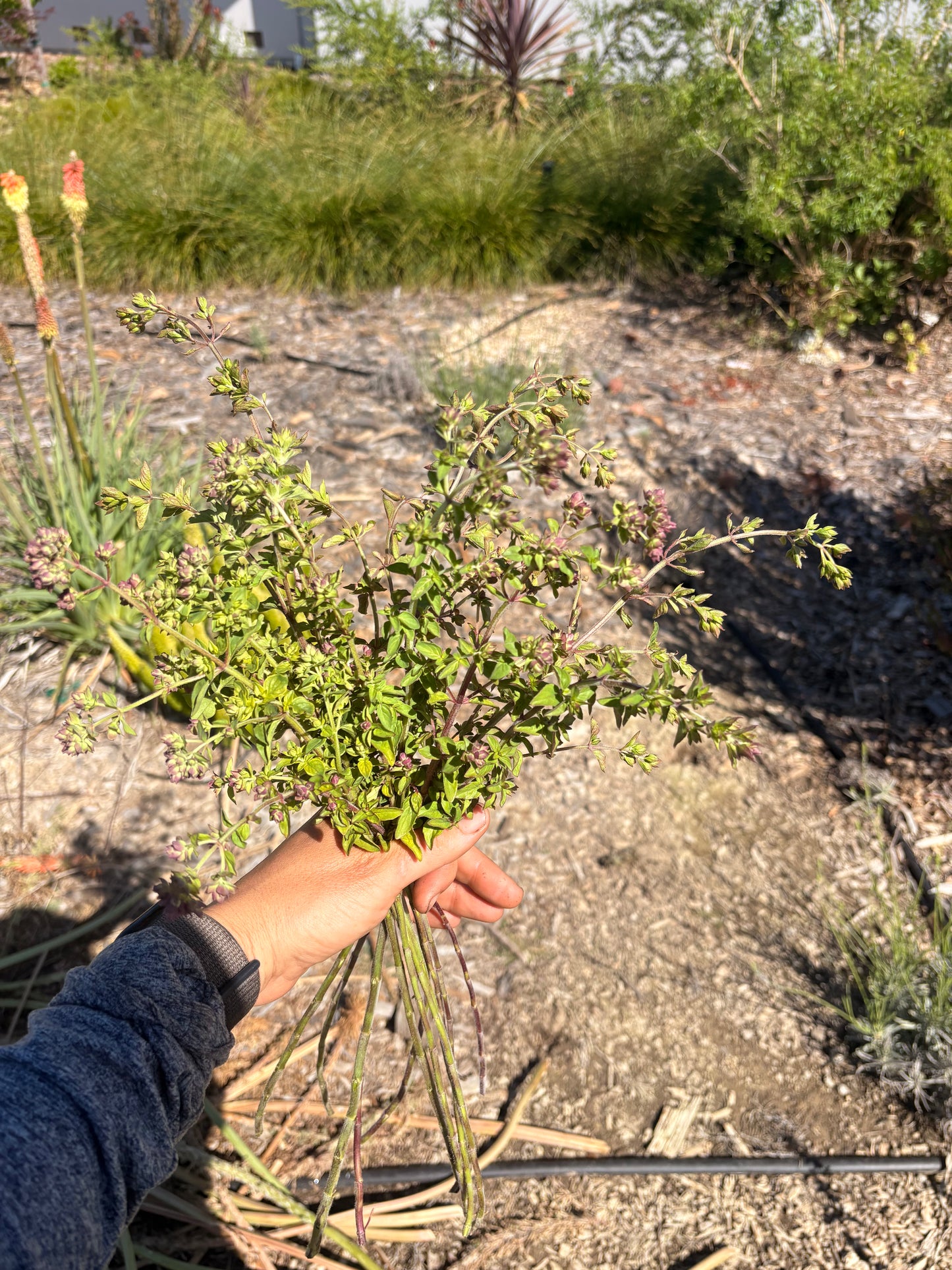 Greek oregano