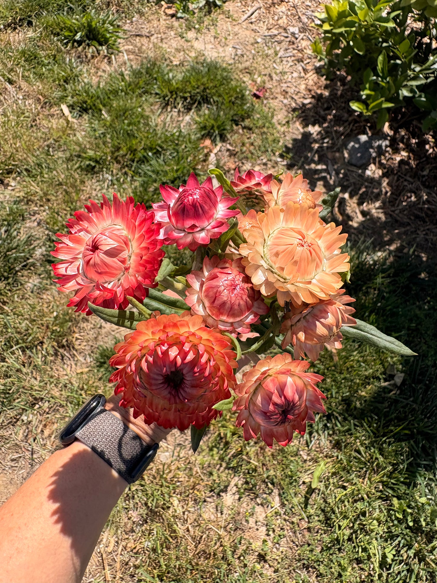 Strawflower (apricot/peach) (bunch)