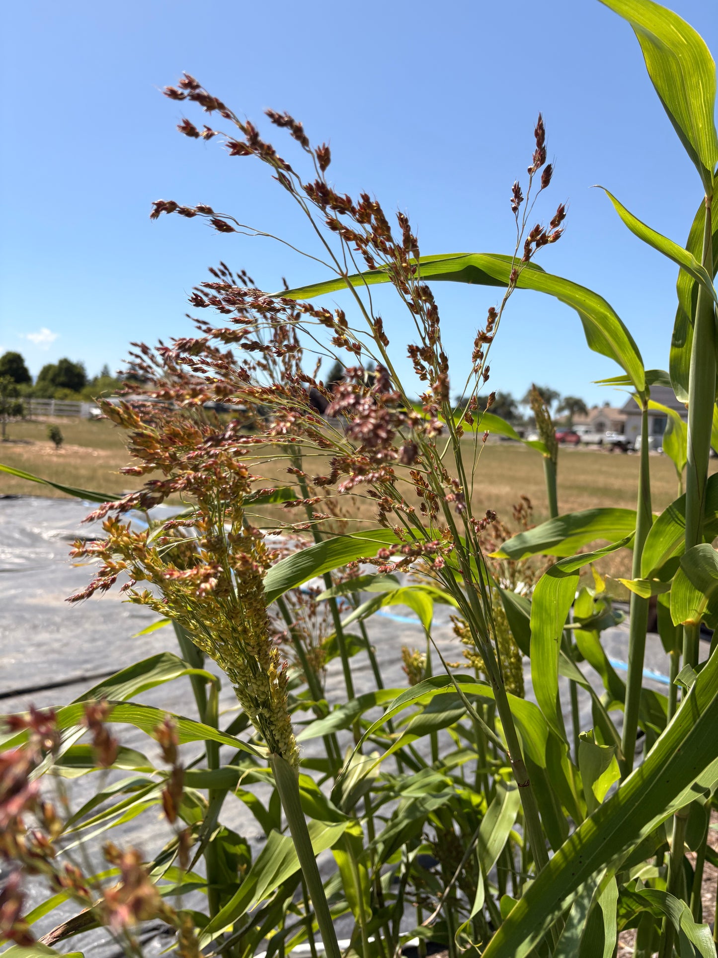 Sorghum (bunch)