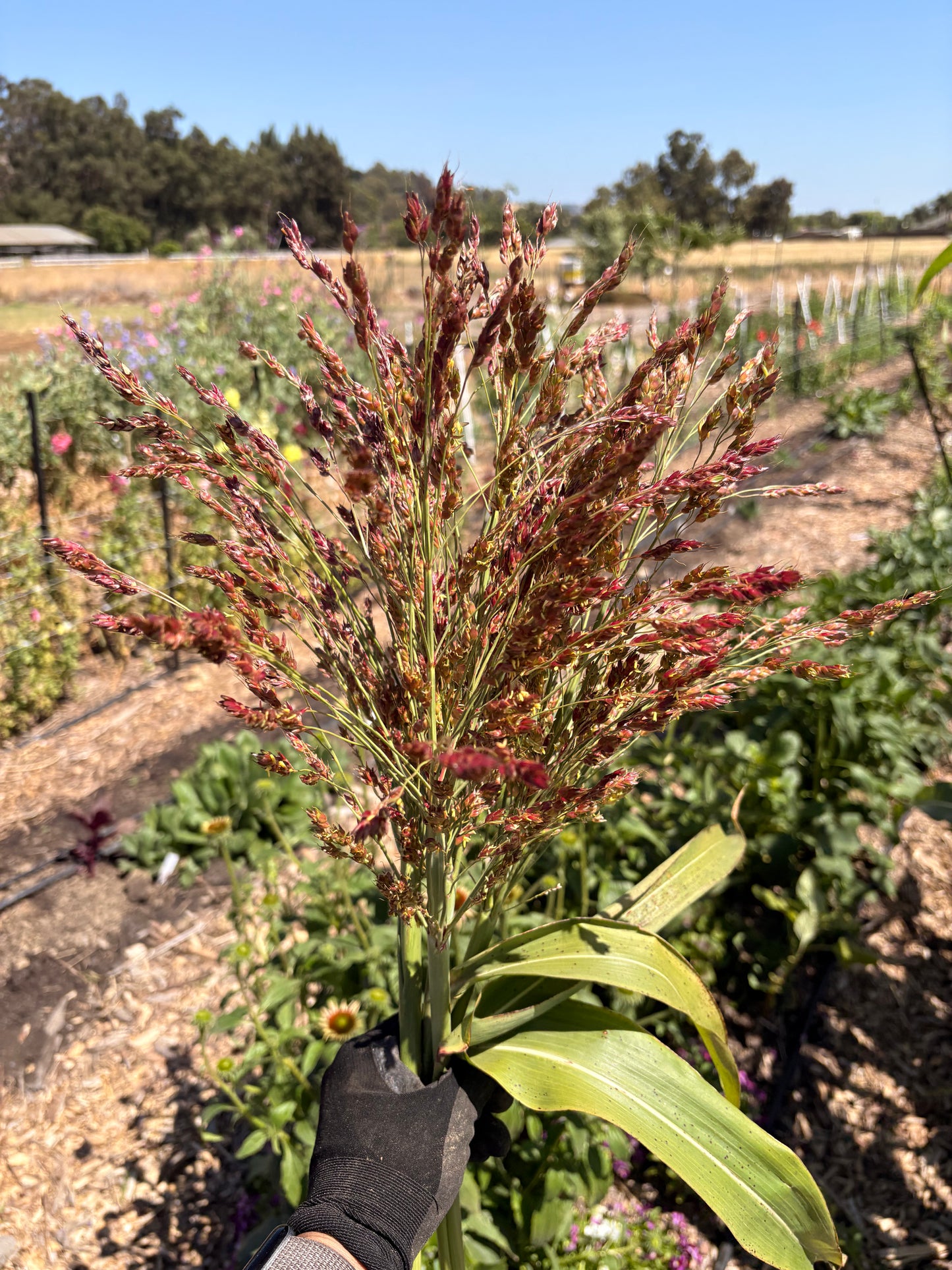 Sorghum (bunch)