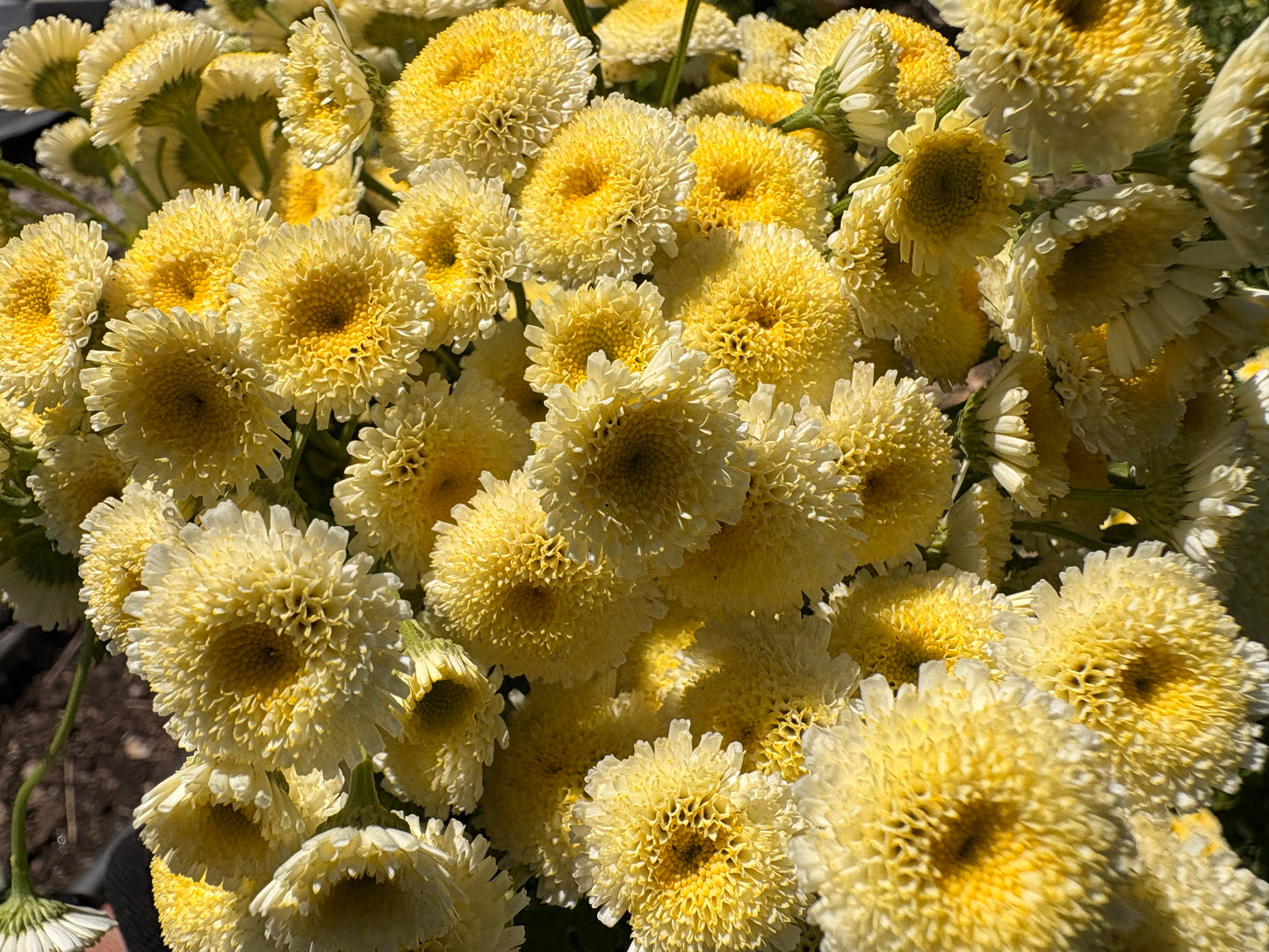 Warm yellow feverfew (bunch)