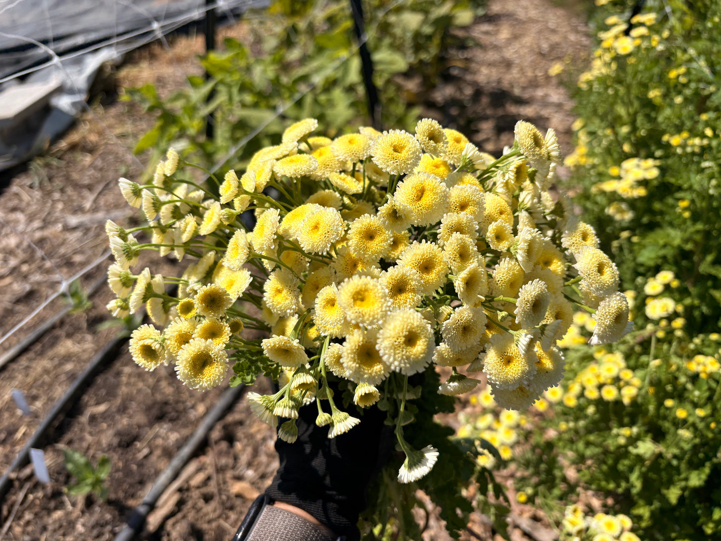 Warm yellow feverfew (bunch)