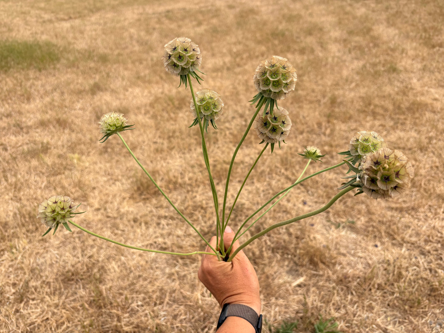 Paper moon scabiosa