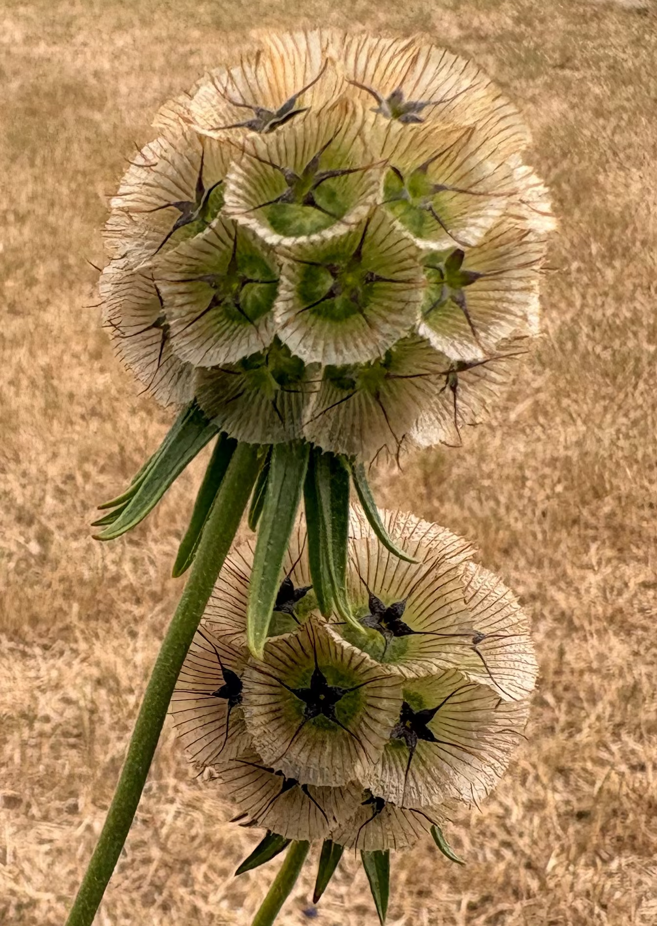 Paper moon scabiosa